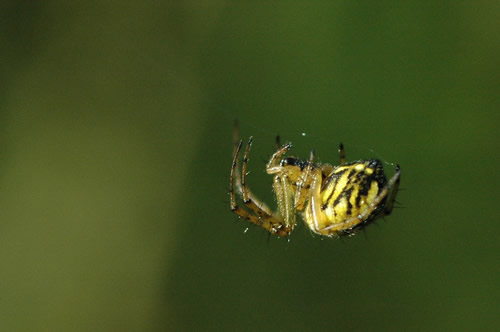 petite araignée jaune