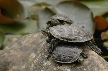 tortue emyde caspienne occidentale