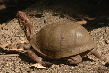 Tortue boite à trois griffes
