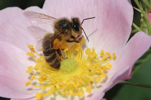 abeille