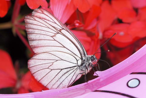 papillon Gazé, Aporia crataegi