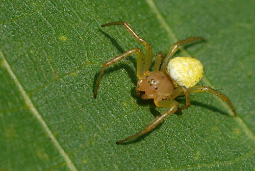 araignée jaune