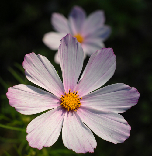 fleurs jardin