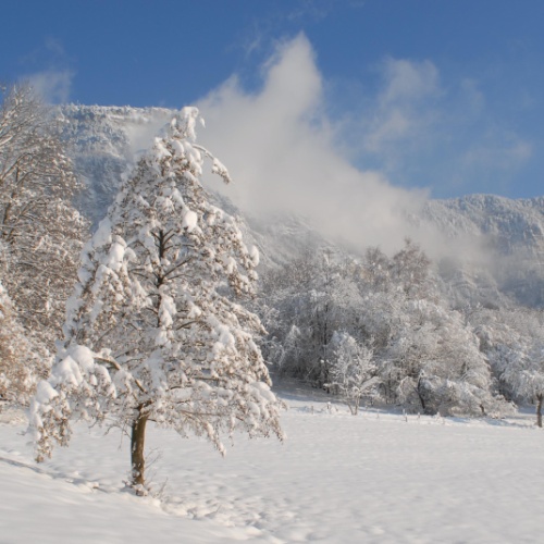 arbre à neige