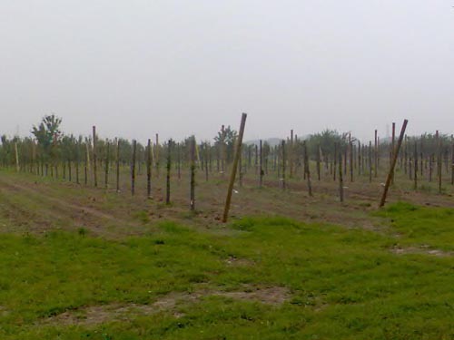 champ de houblon