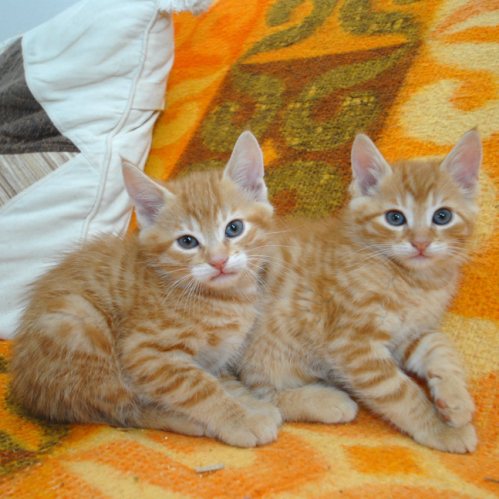 couple de chatons roux