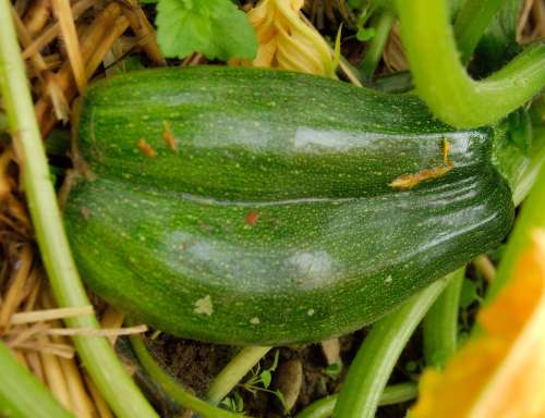 courgette siamoise