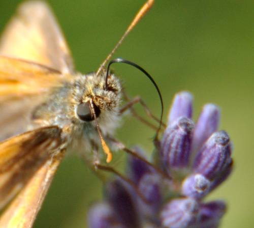 papillon 