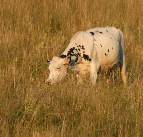 vache solitaire