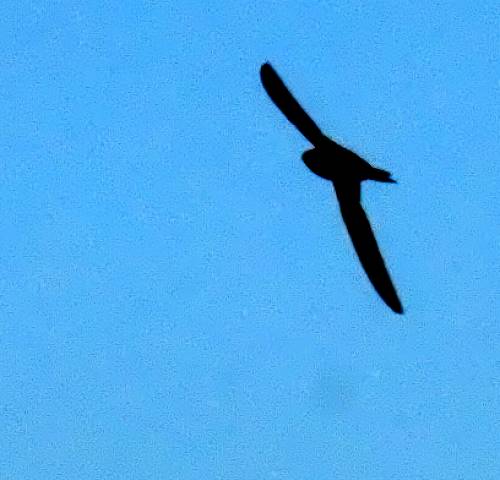 l'ombre d'une hirondelle
