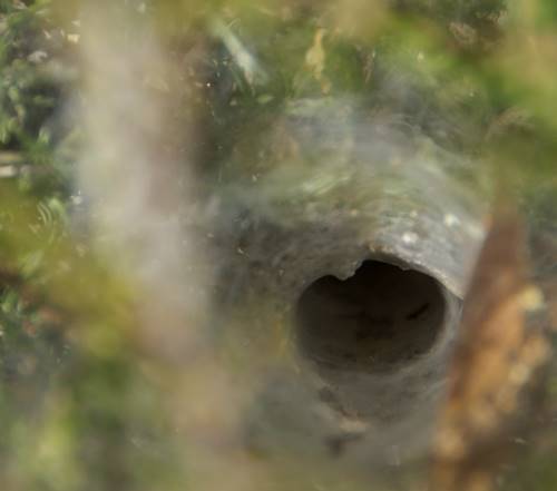 nid d'araignée