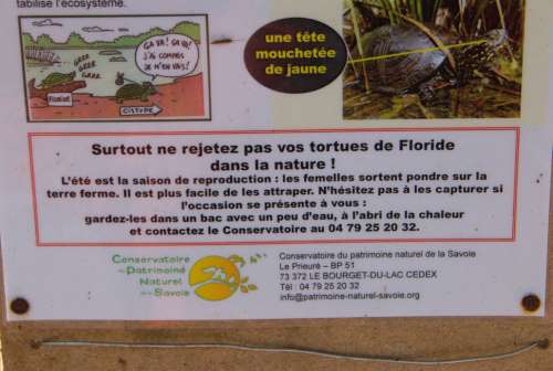 affiche recherche tortue de floride