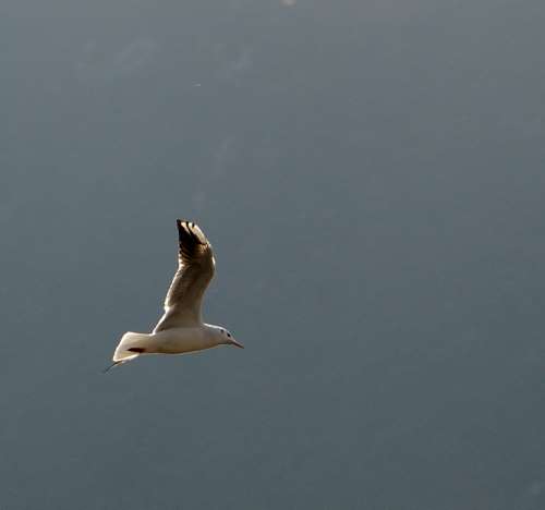 mouette