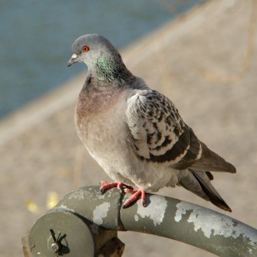 pigeon parisien
