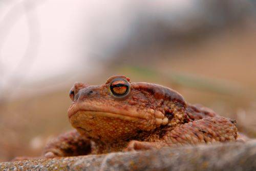 crapaud commun bufo bufo