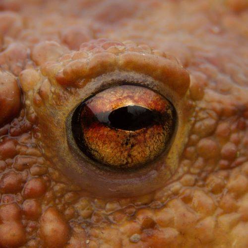 oeil de crapaud