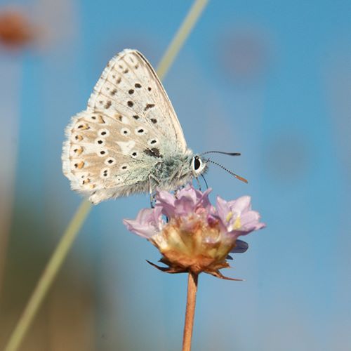 papillon-azuré-larzac