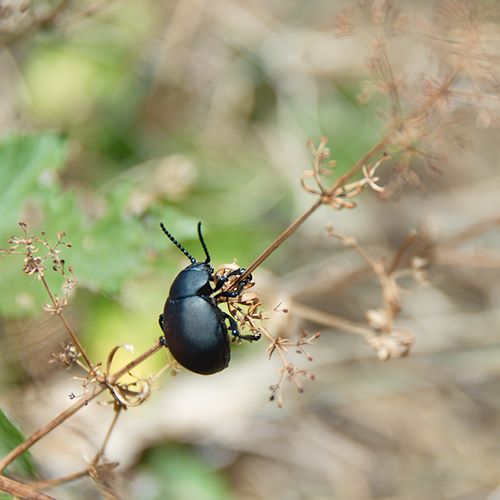 scarabee.jpg