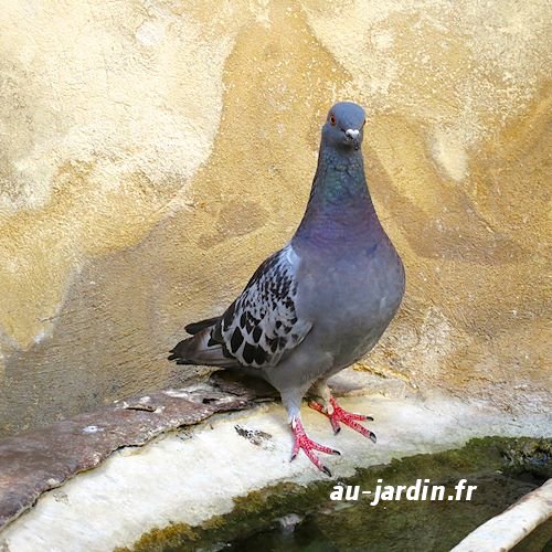 pigeon-provence.jpg