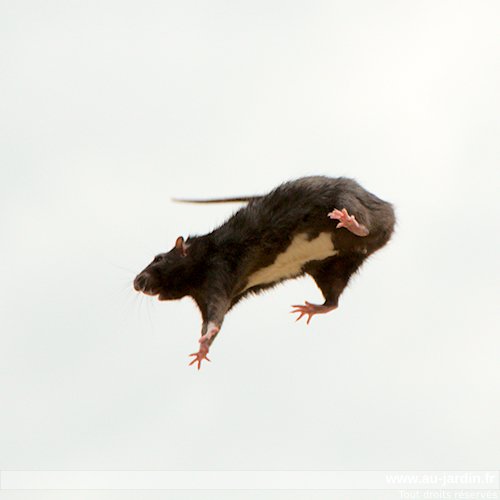 rat-volant.jpg