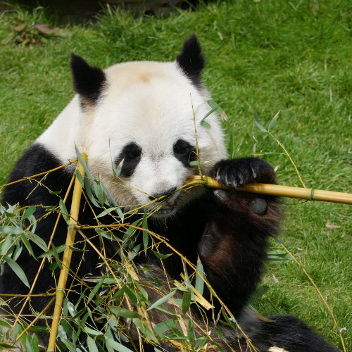 jardin panda panda 224 table au jardin jardin panda panda 224 table au jardin